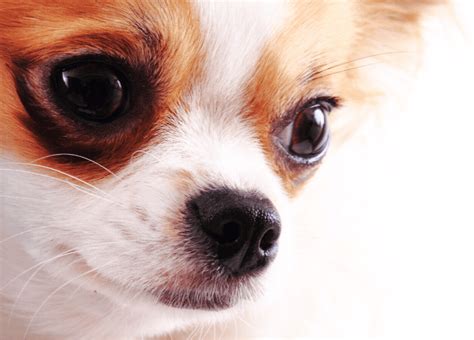 Apple Head Chihuahua - Top Facts & Guide - Animal Corner