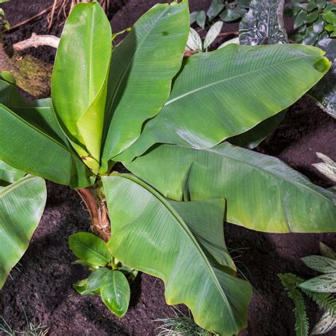 Musa Basjoo Bananowiec Cm Sklep Z Ro Linami Cocaflora