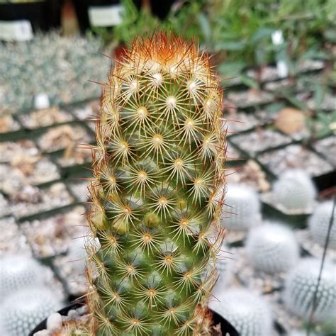 Mammillaria Elongata Copper King Planet Desert