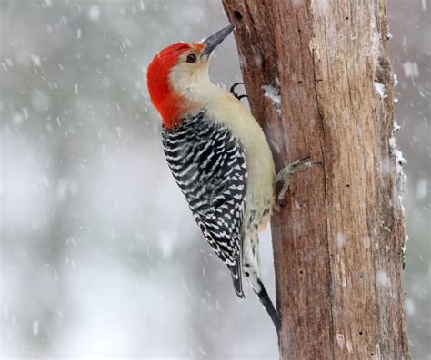 Winter Birds of Michigan: A Guide for Bird Lovers