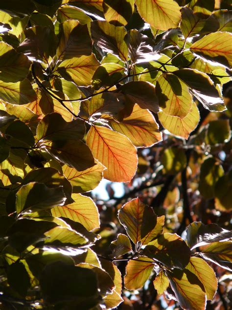 Free Images Nature Branch Blossom Book Sun Sunlight Leaf