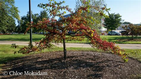 Malus Sargentii Maud Gordon Holmes Arboretum Suny Buffalo State University