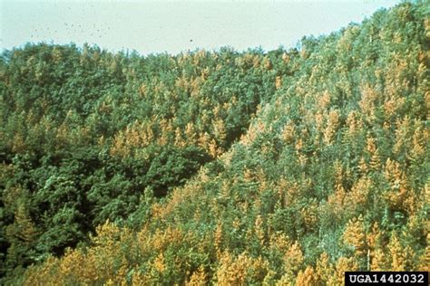 Pine Wood Nematode Bursaphelenchus Xylophilus Forest Research