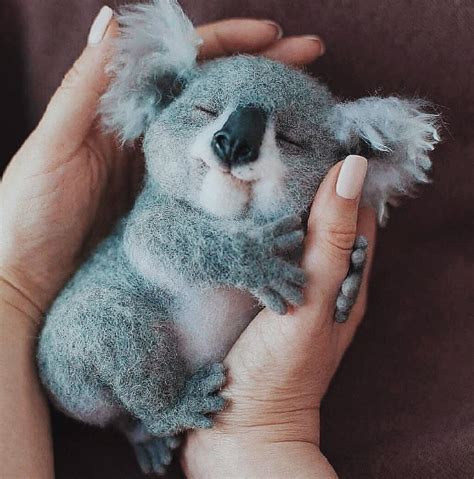 Cutest koala picture I’ve ever seen : r/koalas