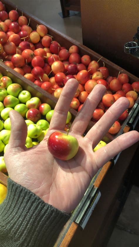 The smallest apple I’ve ever seen. : r/aww