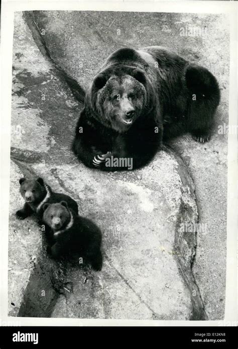 Bear Cub Twins At Whpsnade Zoo Hi Res Stock Photography And Images Alamy