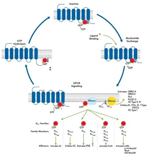 G Protein Coupled Receptors - Structure, Functions, and Mechanism ...