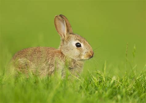 Rabbit Warren Stock Photos, Pictures & Royalty-Free Images - iStock