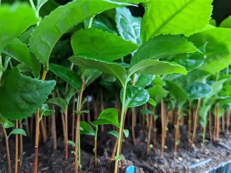 Camellia sinensis Seeds