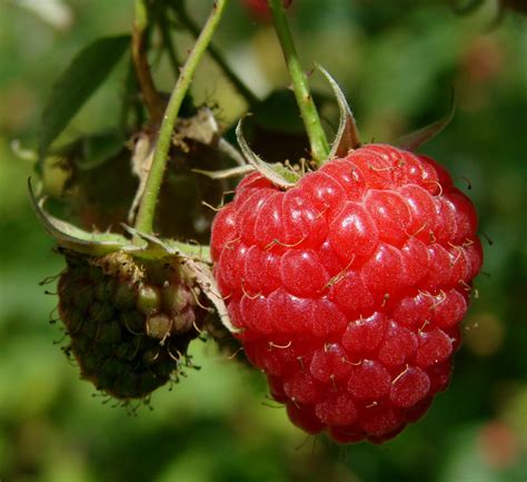 Fotos Gratis Naturaleza Vid Frambuesa Fruta Baya Dulce Flor