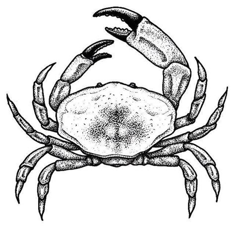 Pin on tattoo inspiration | Crab tattoo, Ocean tattoos, Tattoo flash art