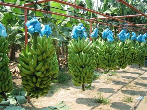 Crece Producci N De Banano En Nicaragua La Nueva Radio Ya