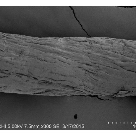 Scanning Electron Micrograph Of A Untreated Durian Peel And B