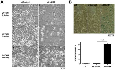 A Images Of U Mg Cells At The Indicated Times After Transfection