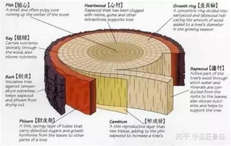 要想了解木材，这些专业知识一定要知道！ 知乎