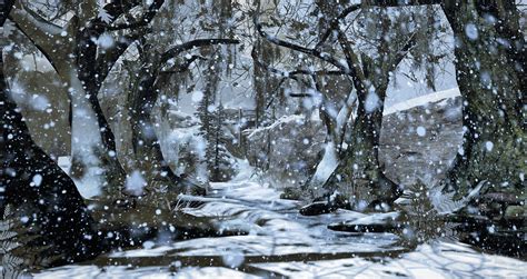 Snowy forest landscape with snow falling image - Free stock photo ...