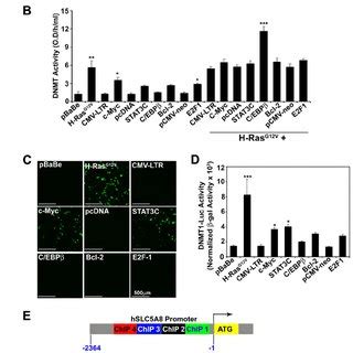 HRAS G12V Inactivates SLC5A8 Expression A And B RT PCR And Real Time