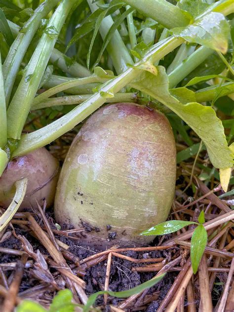 Growing and Preparing Watermelon Radish - Basil Food Journal