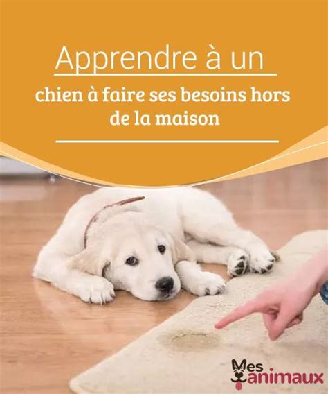 Apprendre à un chien à faire ses besoins hors de la maison My Animals