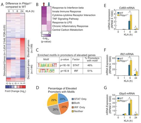 Figures And Data In Phlpp1 Counter Regulates Stat1 Mediated