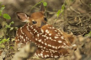 Maryland Department of Natural Resources Urges Residents to Leave Wild ...