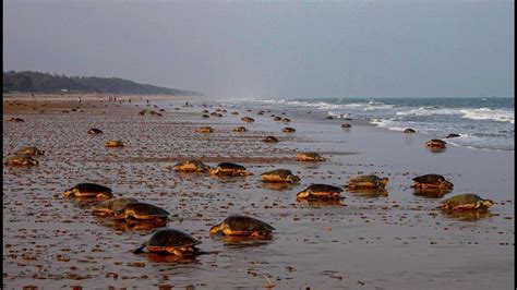 Olive Ridley Turtles At Odishas Rushikulya Beach For Mass