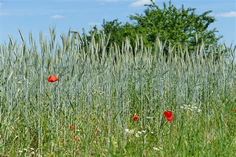 Getreide Feld Sommer Kostenloses Foto Auf Pixabay Pixabay