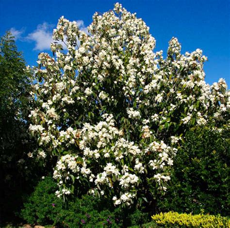 Magnolia Grandiflora Comprar En Brotes Vivero