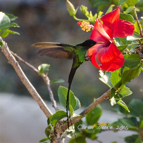 A Jamaican Getaway ~ Hummingbirds - Flower Hill Farm Retreat