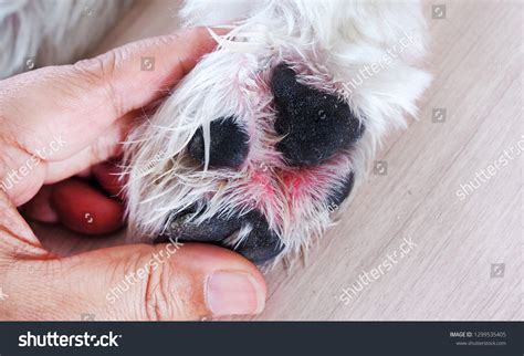 How Do You Treat A Wound In Between A Dogs Toes