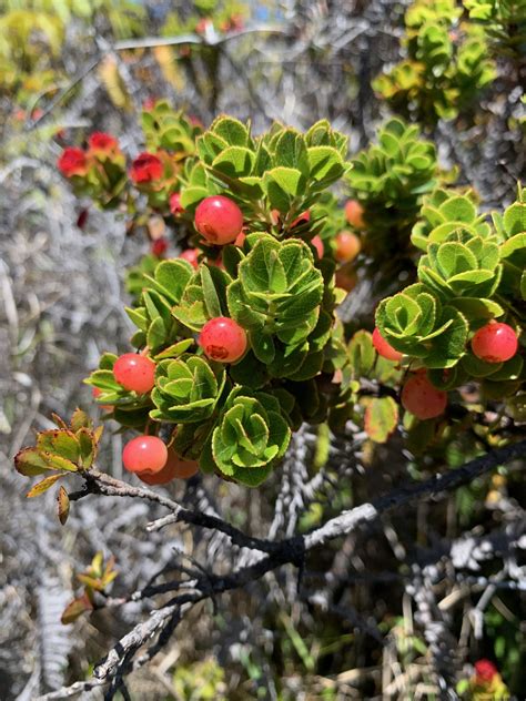 Mosaics In Science | Endemic Plants of Hawai‘i