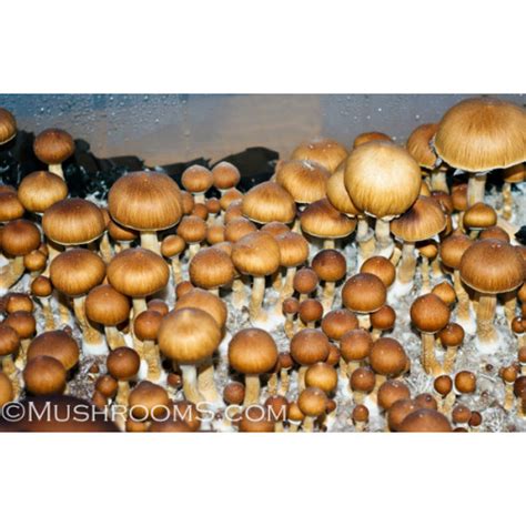 Corumba Brazil Cubensis Spore PRINT