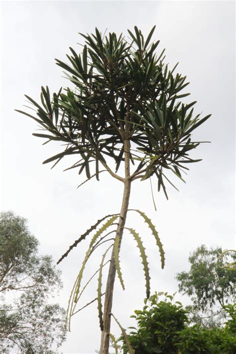 Pseudopanax Ferox Pan Global Plants