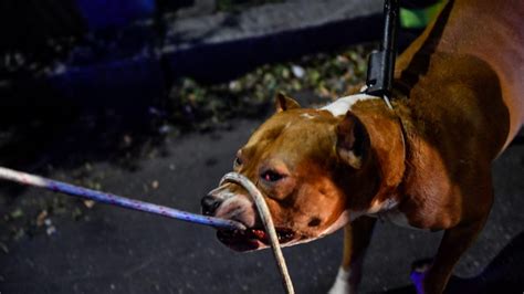 Donna Azzannata A Morte Da Un Pitbull Era Scappato Dal Cortile Di Casa