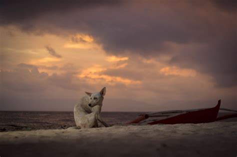 Perro Extraviarse Atardecer Foto Gratis En Pixabay Pixabay