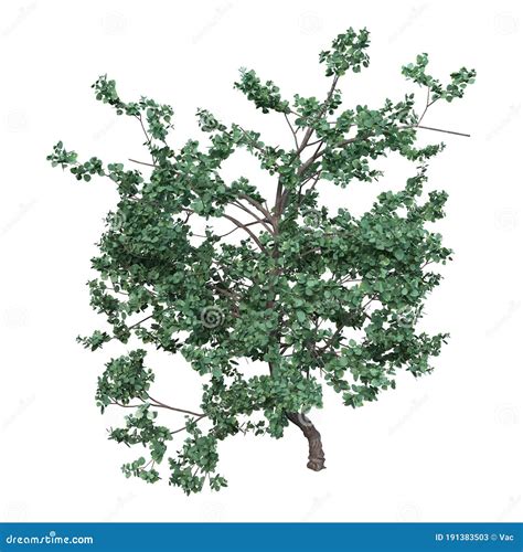 Oak Tree Quercus Borealis Rubra Royalty Free Stock Photography