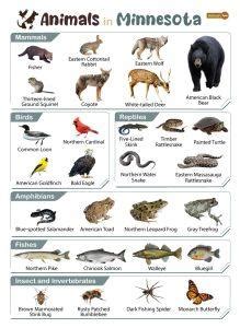 List of Animals That Live in Minnesota (With Pictures)