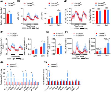 Ablation Of Sam68 In Adult Mice Increases Thermogenesis And Energy