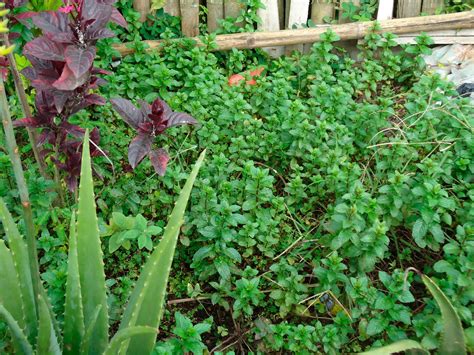 La Importancia De Las Plantas Medicinales