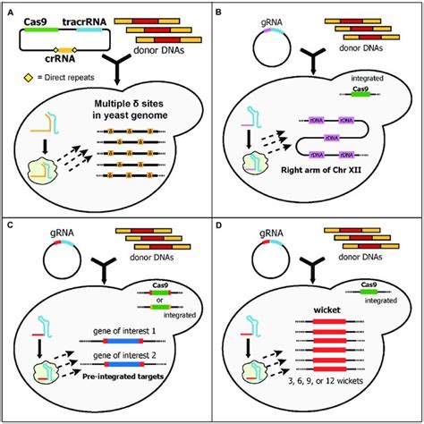 Schematic Diagram Of Multiplex Gene Editing Using Multi Cassette GRNA