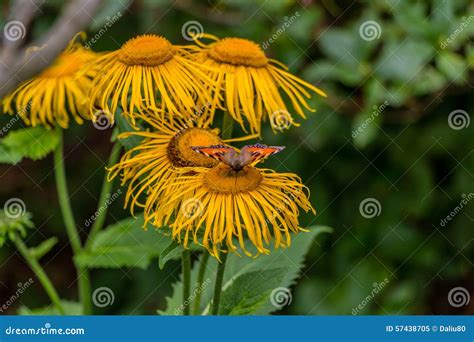 Flores Abelhas E Borboletas Praga Imagem De Stock Imagem De Vida