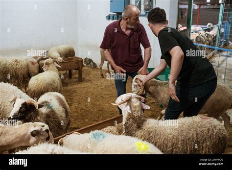 Eid Al Adha Ou Kurban Bayrami En Turc Banque De Photographies Et D