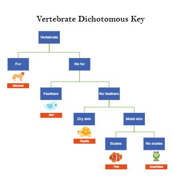 Dichotomous Key Templates EdrawMax Free Editable