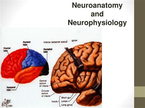 Ppt Neuroanatomy And Neurophysiology Powerpoint Presentation Free