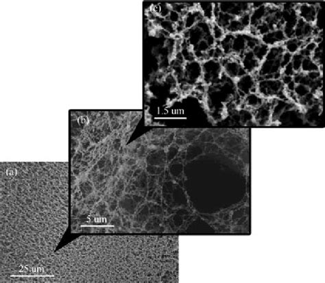 Representative Sem Micrographs Of Increasing Magnification Showing The