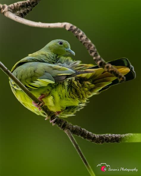 InstaSHots Post3 104 Saravanan Marudhachalam Flickr