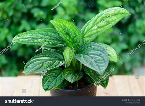 62 Karstenianum Images, Stock Photos & Vectors | Shutterstock