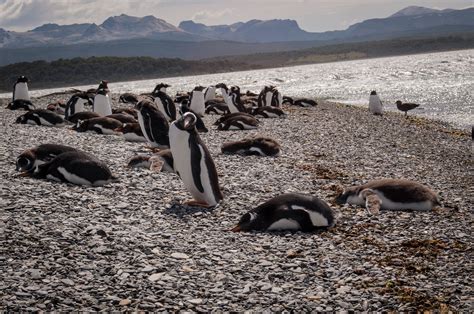 Walk among penguins in Ushuaia — BRB Travel Blog