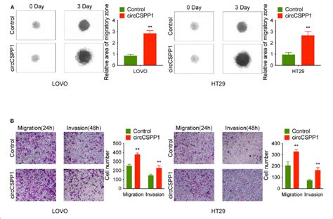 Circcspp1 Overexpression Promoted Crc Cell Migration And Invasion In