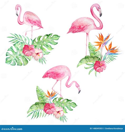 Ajuste Dos Flamingos Da Aquarela Flores Tropicais Ilustra O Stock